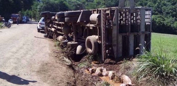 Caminhão carregado 500 porcos tomba na cidade de Tunápolis