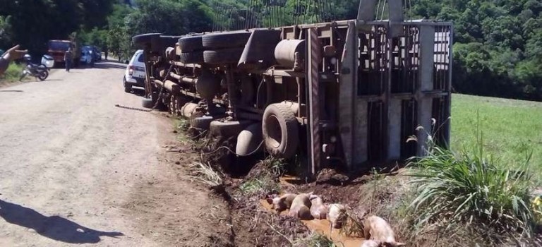 Caminhão carregado 500 porcos tomba na cidade de Tunápolis