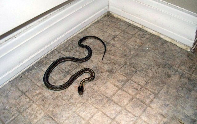 Mulher é picada por cobra dentro de residência em Guaraciaba