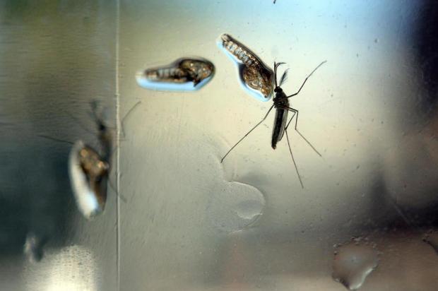 MPSC instaura procedimentos para combater Aedes aegypti em 24 municípios