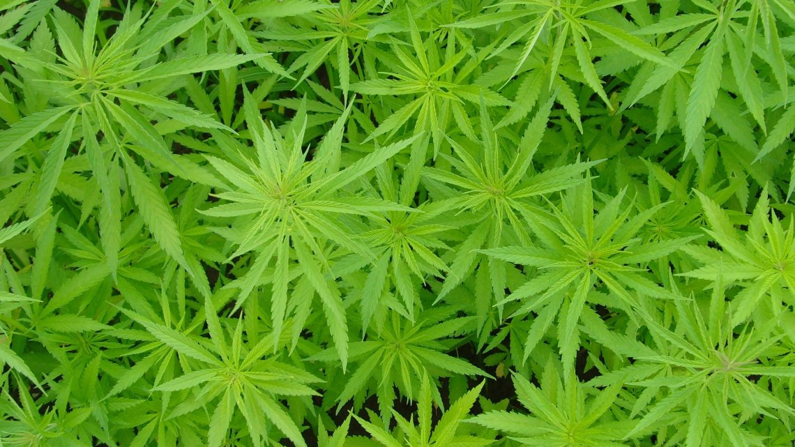 Polícia Militar faz apreensão de maconha na Irineu Bornhausen