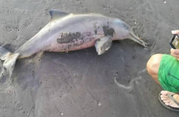 Golfinho morre após ser retirado da água para selfies com turistas na Argentina