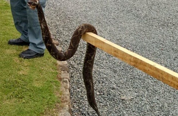 Víbora venenosa de 1,60 metro é encontrada atrás de floricultura em SC