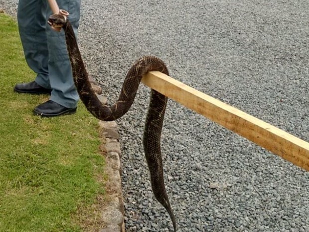 Víbora venenosa de 1,60 metro é encontrada atrás de floricultura em SC