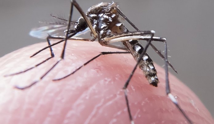 URGENTE – Chapecó registra mais dois casos de dengue!!!