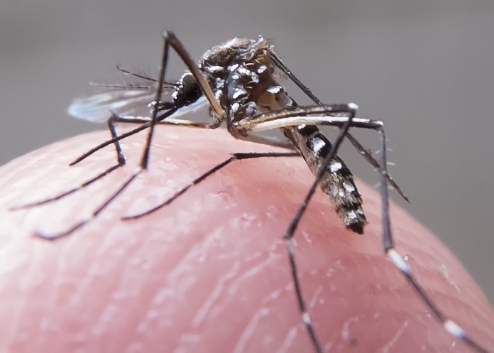 Chapecó já tem 22 pessoas infectadas com Dengue