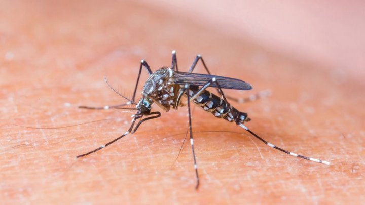 Dados atualizados – Dengue / Febre Chikungunya / Zica Vírus