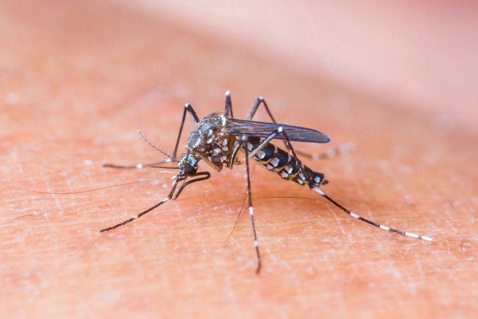 Dados atualizados – Dengue / Febre Chikungunya / Zica Vírus