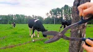 Ladrões matam vaca e levam a carne para fazer churrasco na linha Flor da Serra