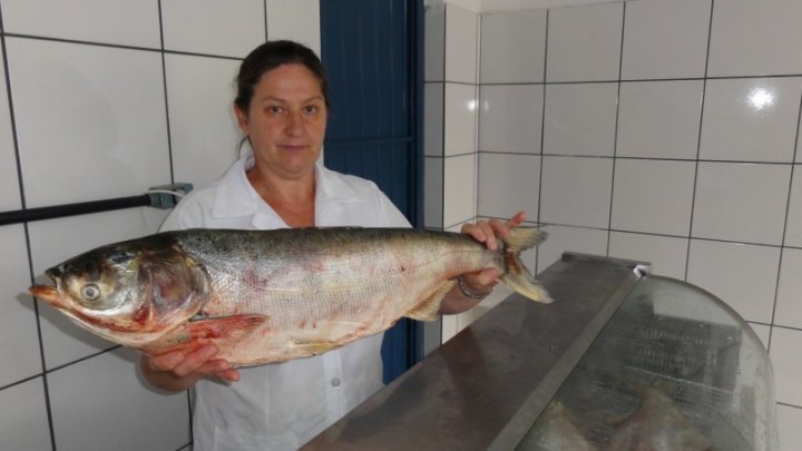 Saiba onde serão os pontos de venda de peixes na Semana Santa em Chapecó