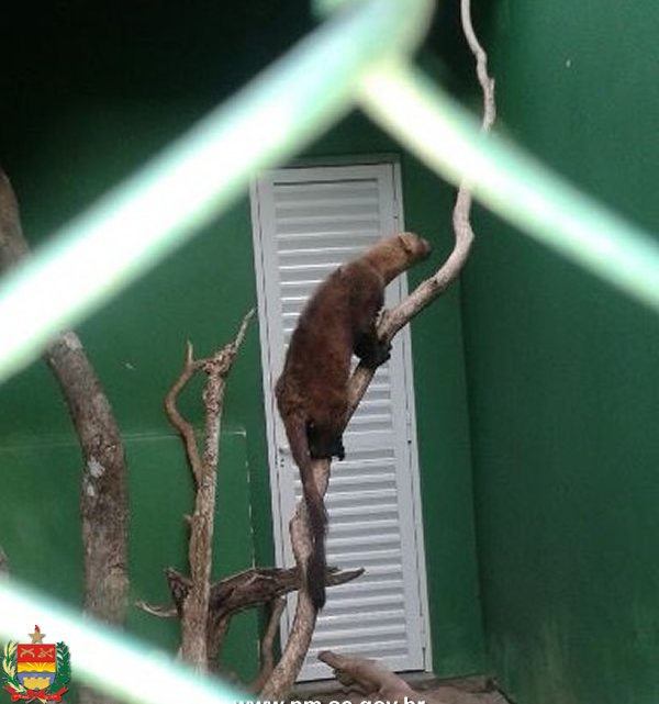 Animal silvestre é resgatado na região oeste de Santa Catarina