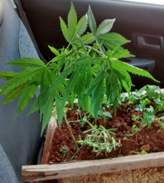 PM realiza prisão de homem por cultivo de pés de maconha no bairro Santa Maria