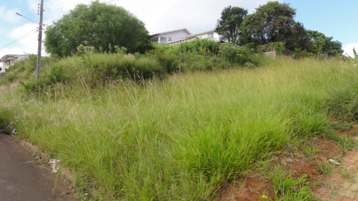 Terrenos baldios: proprietários são responsáveis pela manutenção da limpeza