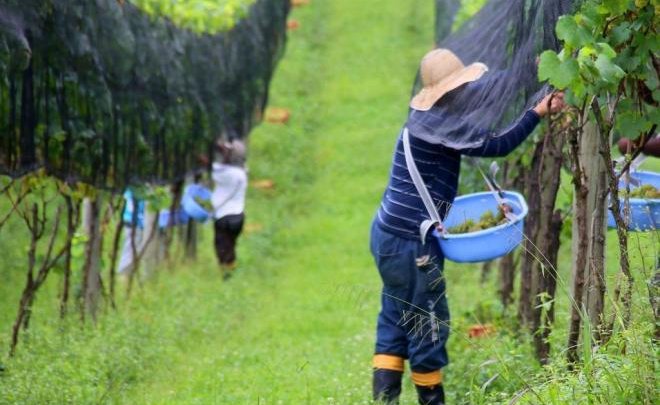 Produtores de vinho catarinenses esperam safra maior neste ano