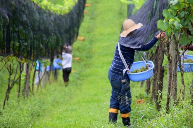 Produtores de vinho catarinenses esperam safra maior neste ano