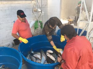 Feiras Livres de Chapecó intensificam venda de peixe durante esta semana
