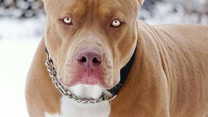 Dono é atacado pelo seu cão Pitbull e tem ferimentos graves na linha Água Amarela