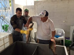 Produtores de Chapecó comemoram resultados da Feira do Peixe