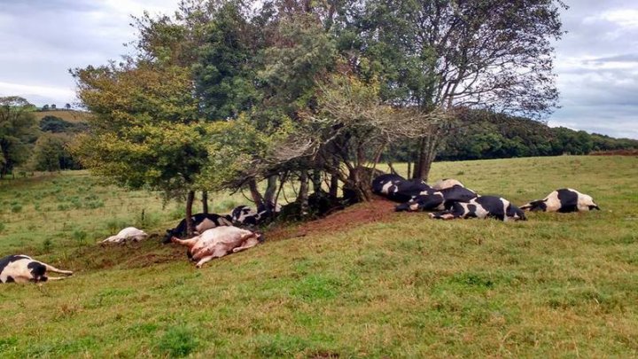 Raio mata 17 vacas em propriedade do município de Barracão, no RS