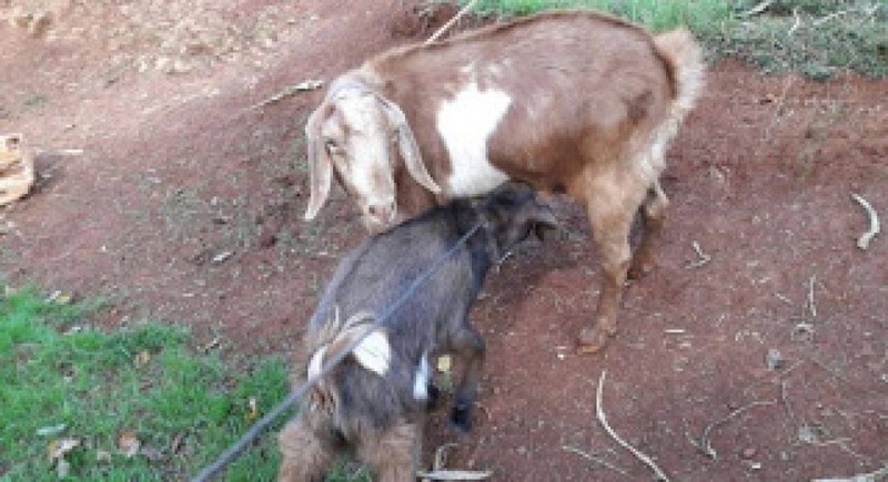 Fenômeno anormal aconteceu no mundo animal em Ronda Alta – RS – Nasceu um(a) cabrito(a) hermafrodita