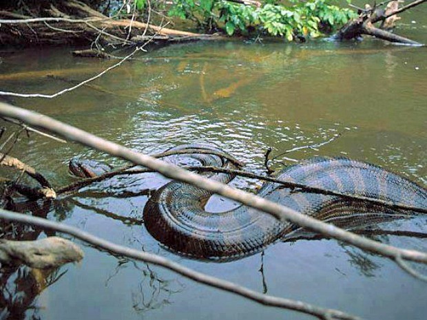 Moradores dizem ter visto cobra enorme no Lago de Itá