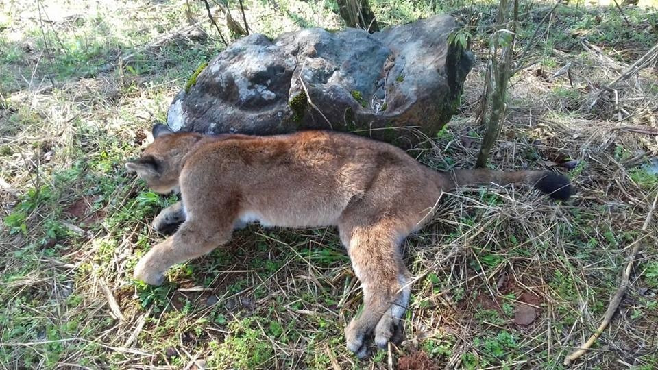 Onça é encontrada morta na pista