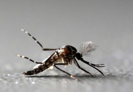 Focos do mosquito Aedes aegypti continuam crescendo em SC