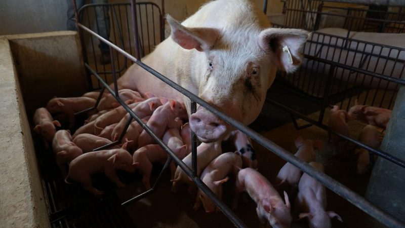 Trinta e um leitões nascem em um único parto em propriedade de Água Doce