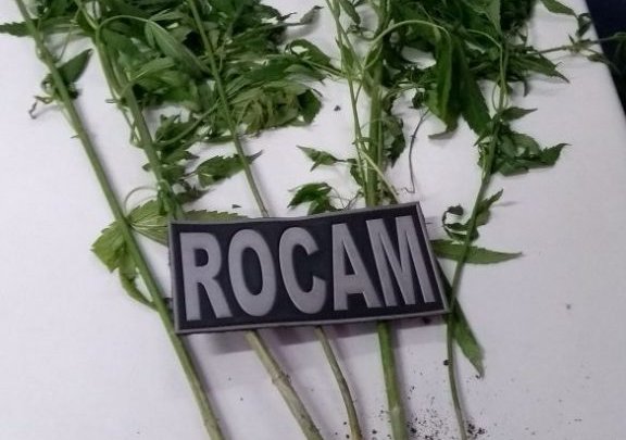 APÓS ROUBO SUSPEITOS SÃO PRESOS PELA ROCAM E PÉS DE MACONHA APREENDIDOS EM CHAPECÓ