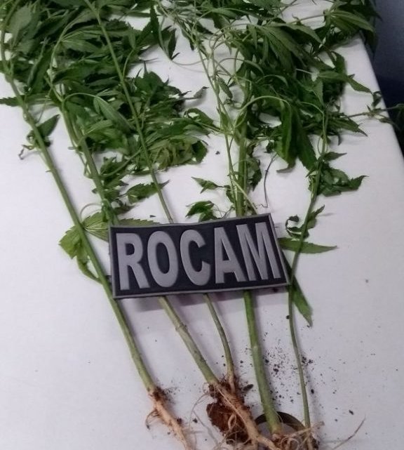 APÓS ROUBO SUSPEITOS SÃO PRESOS PELA ROCAM E PÉS DE MACONHA APREENDIDOS EM CHAPECÓ