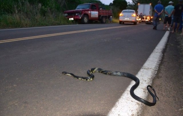 Mulher desvia de cobra, bate de frente em caminhonete e morre no RS