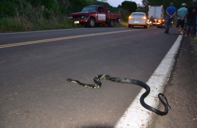 Mulher desvia de cobra, bate de frente em caminhonete e morre no RS