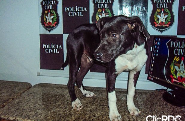 POLÍCIA CIVIL RECUPERA CACHORRO FURTADO EM CHAPECÓ