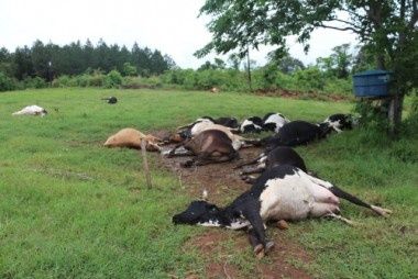 Raio mata 18 vacas no interior de Mondaí