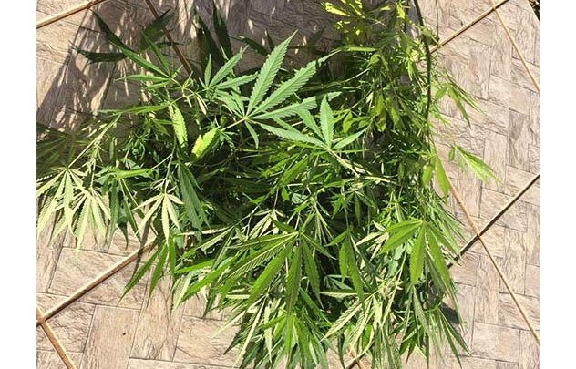 PM apreende pé de maconha em Chapecó