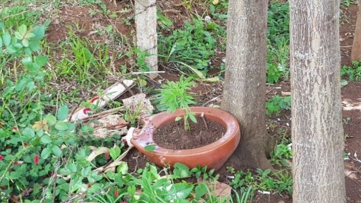 Pé de maconha é encontrado sendo cultivado em Faxinal dos Guedes