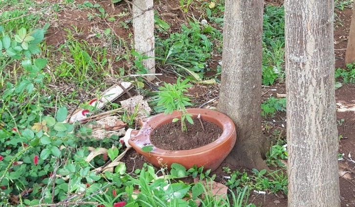 Pé de maconha é encontrado sendo cultivado em Faxinal dos Guedes