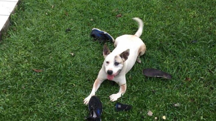 SUSPEITO TRÁFICO É ATACADO POR PIT BULLS APÓS FUGIR DA PM