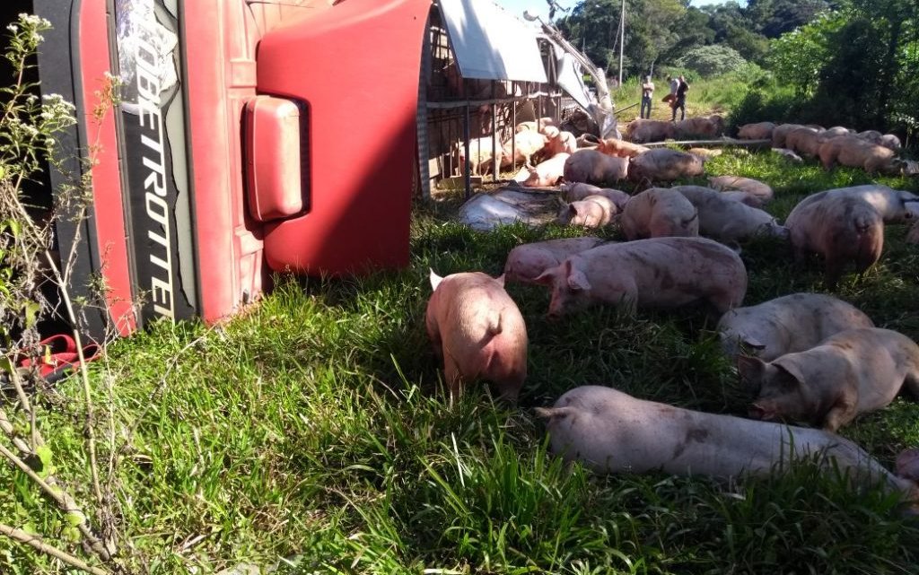 CAMINHÃO CARREGADO DE SUÍNOS TOMBA NO ACESSO AEROPORTO EM CHAPECÓ