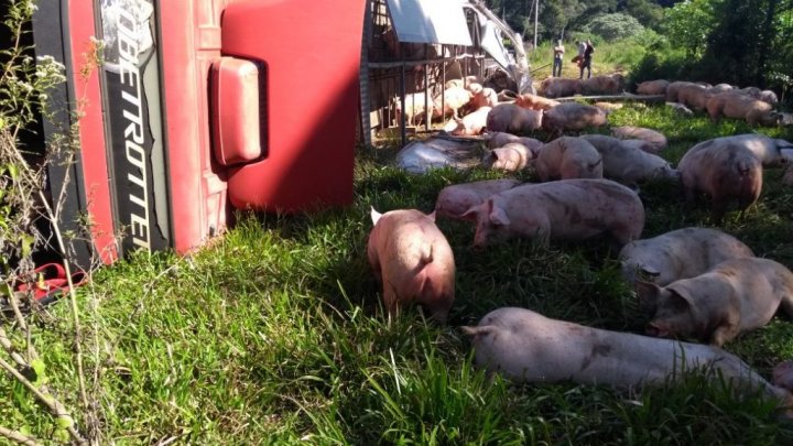 CAMINHÃO CARREGADO DE SUÍNOS TOMBA NO ACESSO AEROPORTO EM CHAPECÓ