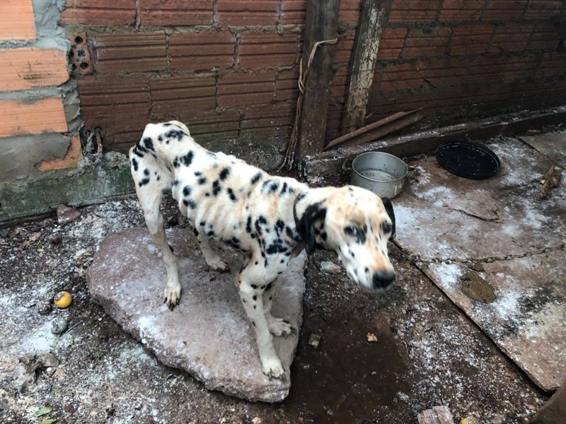 Cadela dálmata desnutrida e em estado de extrema magreza é resgatada em Chapecó