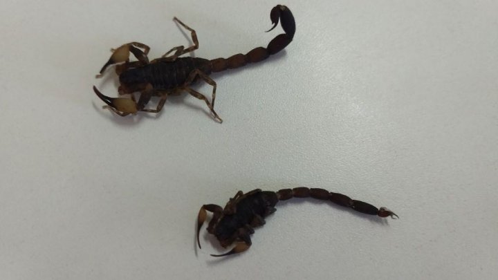 INFESTAÇÃO DE ESCORPIÕES É REGISTRADA NO GOIO-ÊN