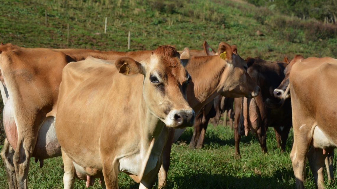 Preços pagos aos produtores de leite em SC registram alta em junho