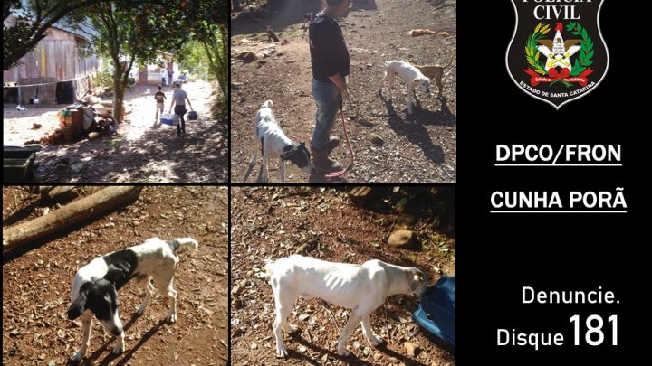 Polícia Civil autua em flagrante casal por maus tratos a animais