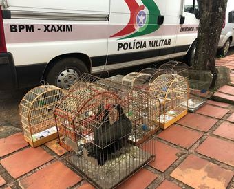 PM prende homem foragido e apreende arma de fogo e pássaros silvestres em Xaxim