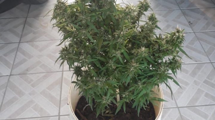 Menor é apreendido com pé de maconha plantado em casa