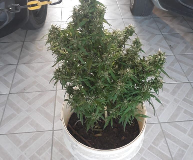 Menor é apreendido com pé de maconha plantado em casa