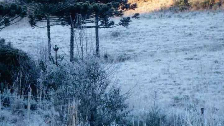 Temperaturas serão negativas nas próximas horas no Planalto Sul Meio Oeste e Oeste de SC