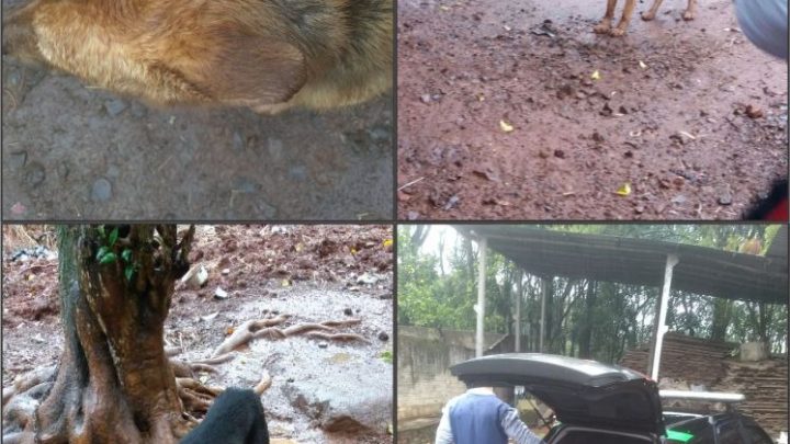Polícia Civil resgata animais vítimas de maus tratos em Pinhalzinho