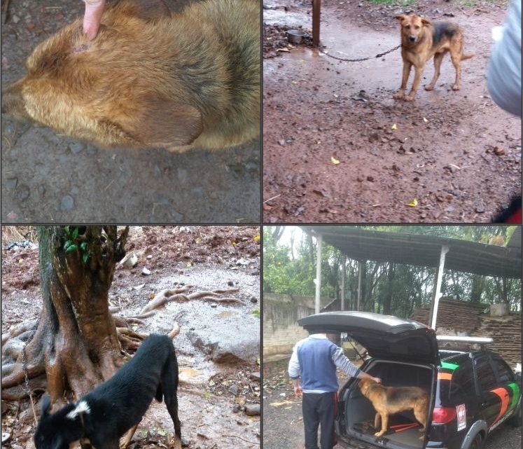 Polícia Civil resgata animais vítimas de maus tratos em Pinhalzinho